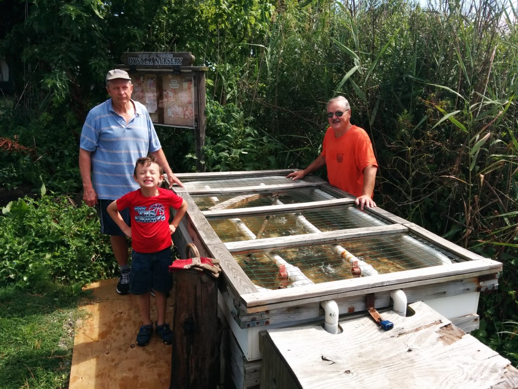 Cape St. Claire Oyster Nursery Magothy River Association